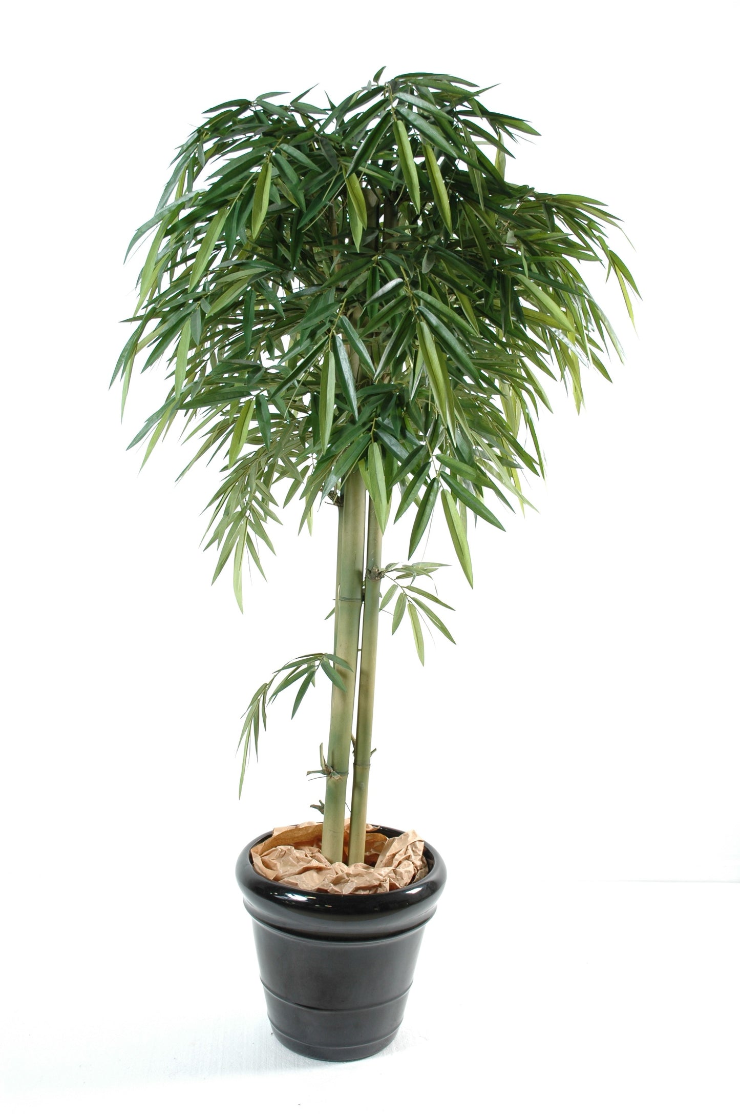 3 Head Bamboo 180 cm