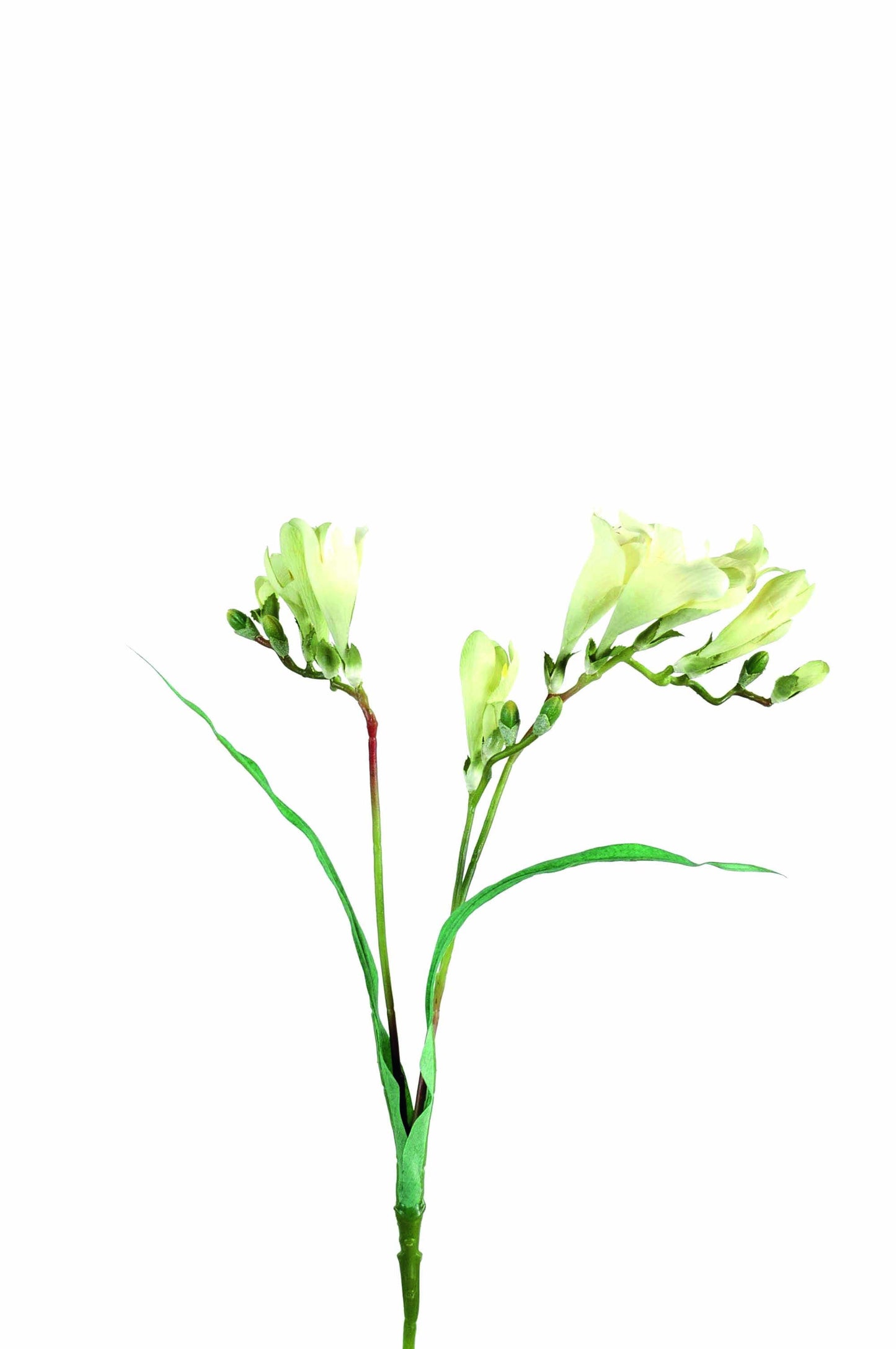 Freesia 60 cm