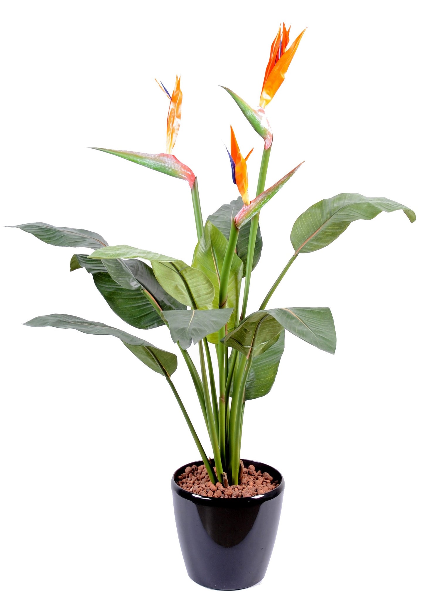 Strelitzia 98 cm