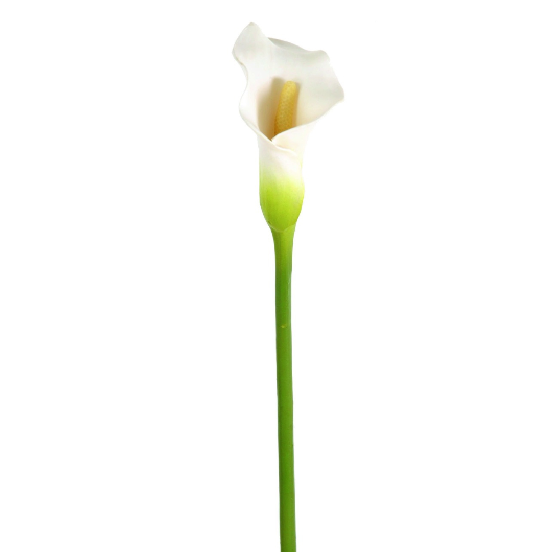 Calla Flower