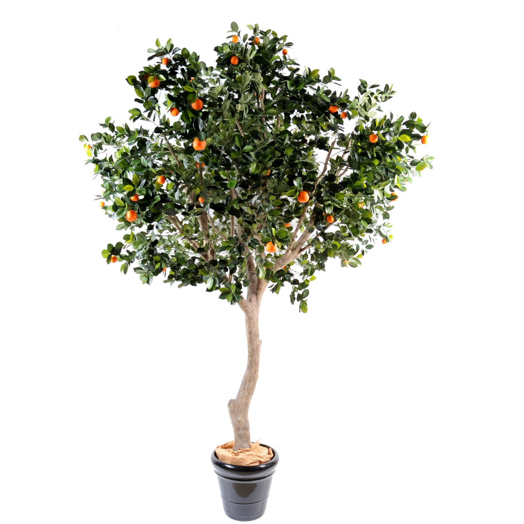 ORANGE TREE WIDE TREE 280cm
