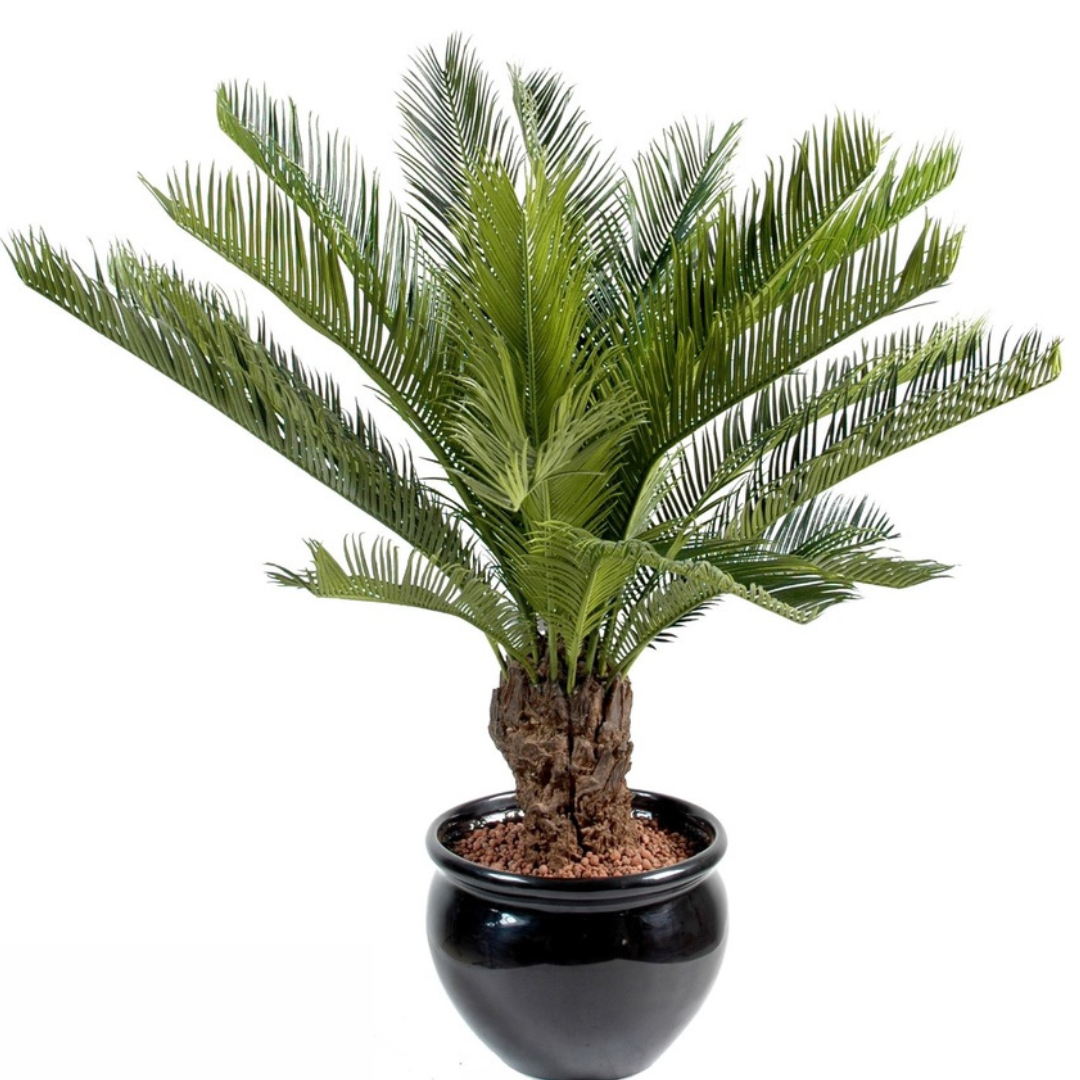 Cycas 90 cm