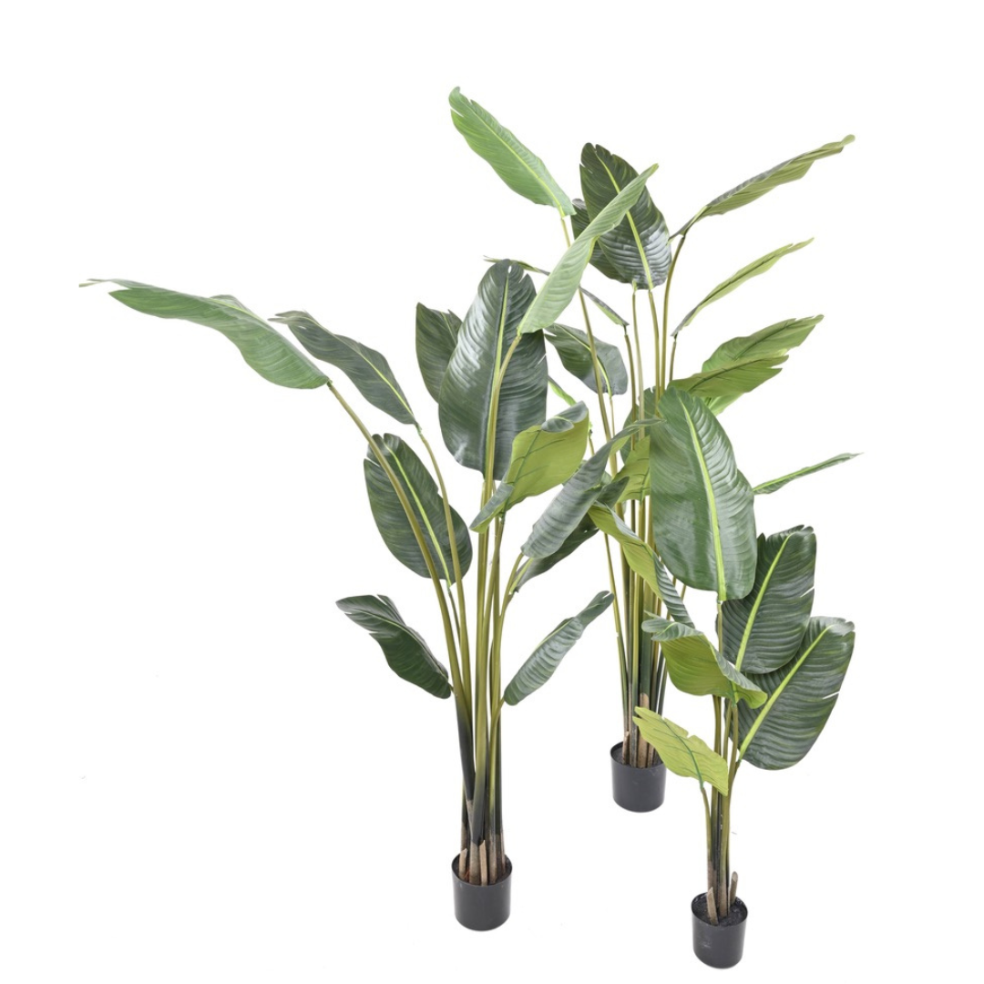 TRAVELLERS PALM TREE