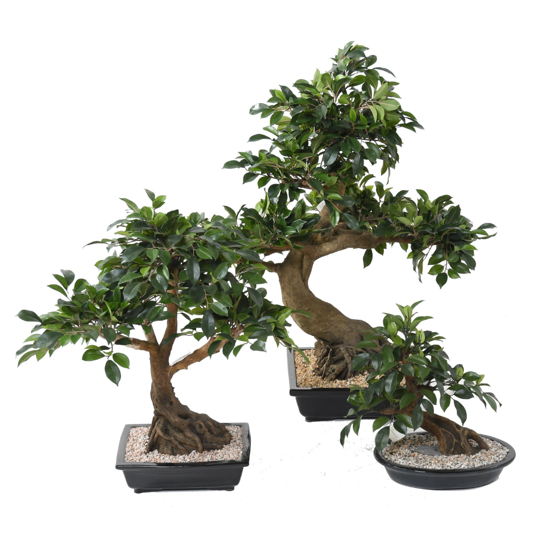 BONSAI FICUS CUP