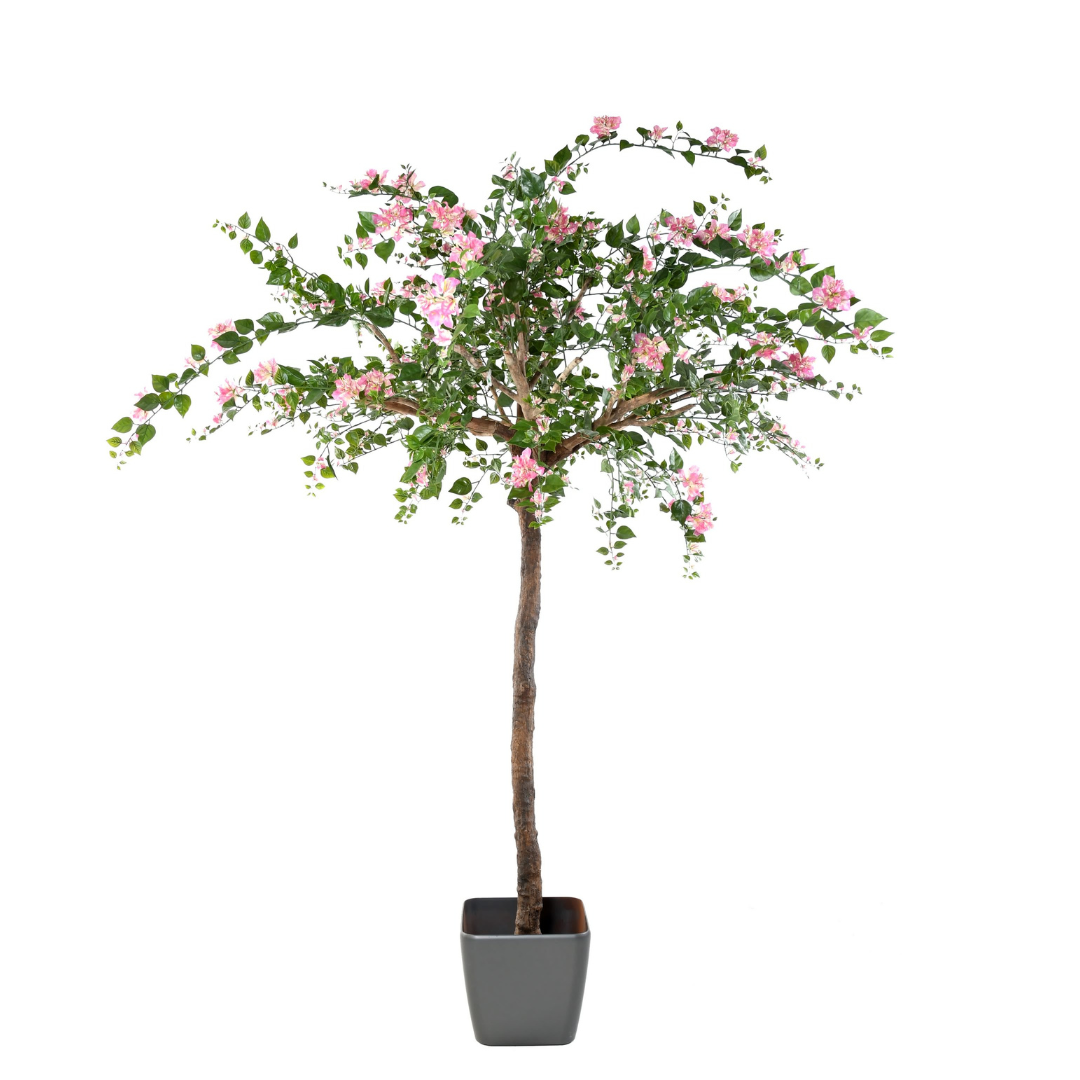 BOUGAINVILLEE TREE 280cm