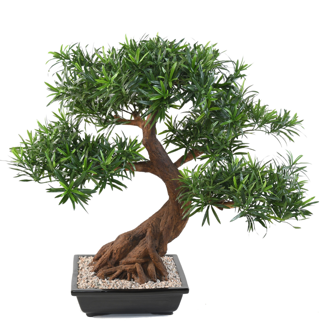 BONSAI PODOCARPUS CUP