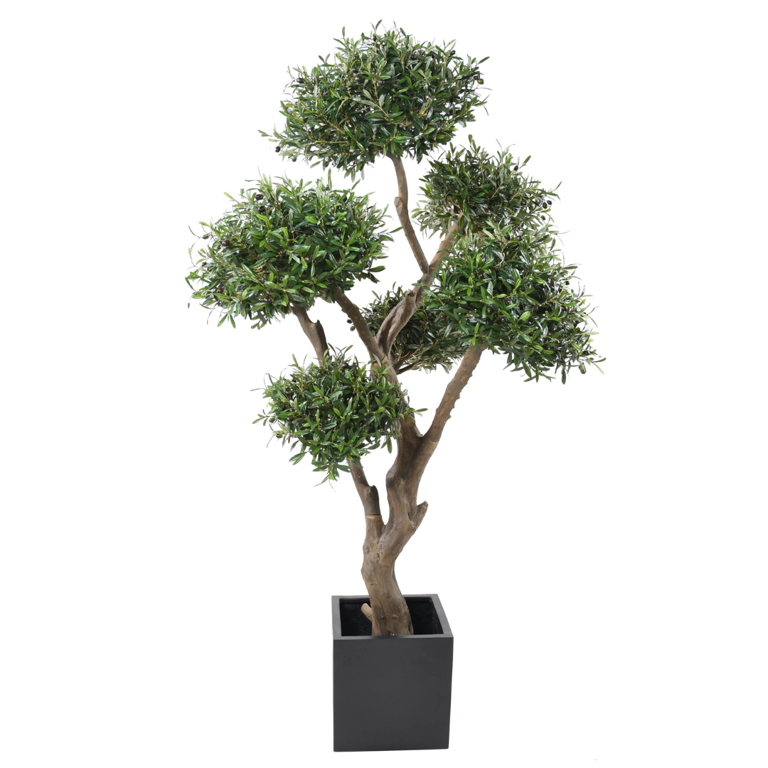 OLIVE TREE BONSAI MULTI HEAD