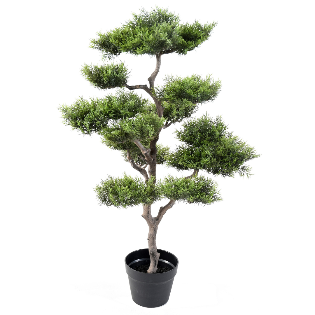 PINE BONSAI