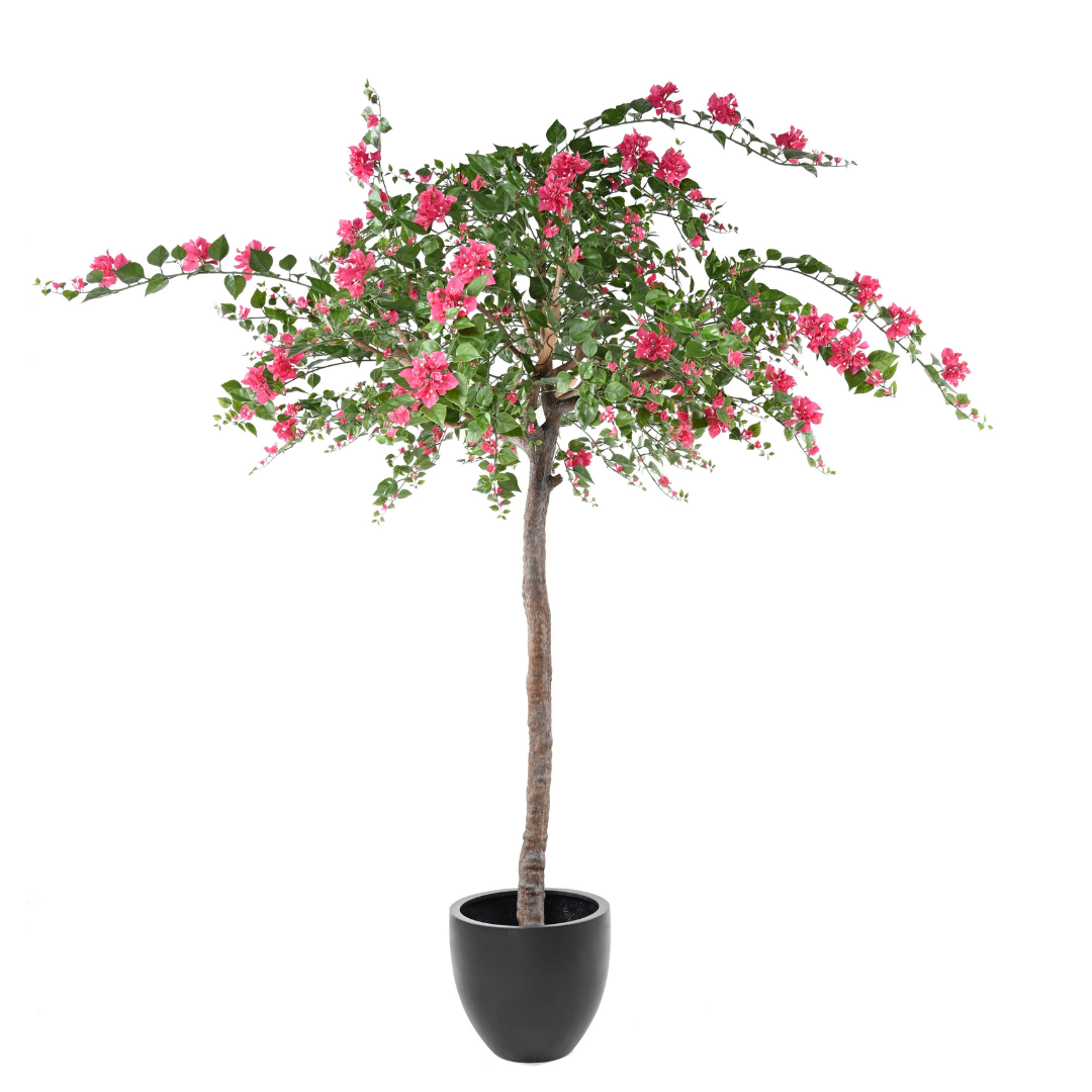 BOUGAINVILLEE TREE 280cm