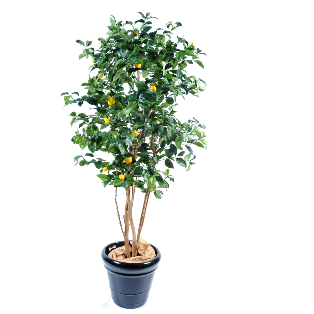 LEMON TREE NEW 150cm
