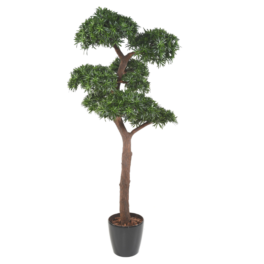 PODOCARPUS BONSAI UV