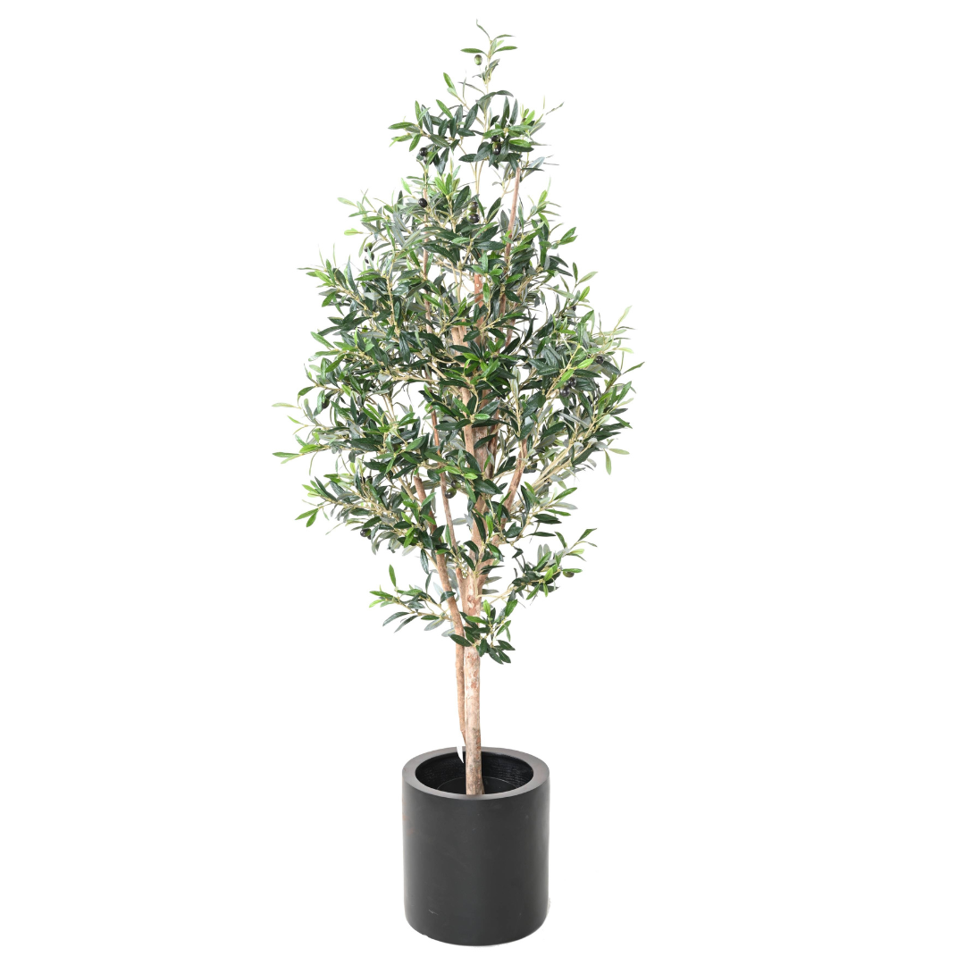 OLIVE TREE 150cm