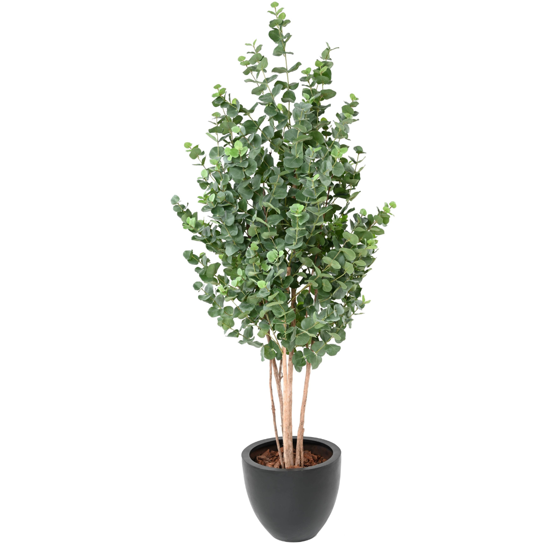 EUCALYPTUS GUNNII BUSH