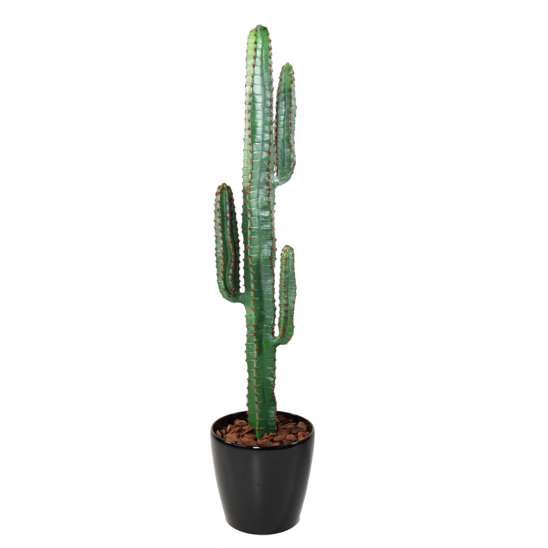 cactus san pedro mexico CACTUS MEXICO 150cm – LA FLORIE