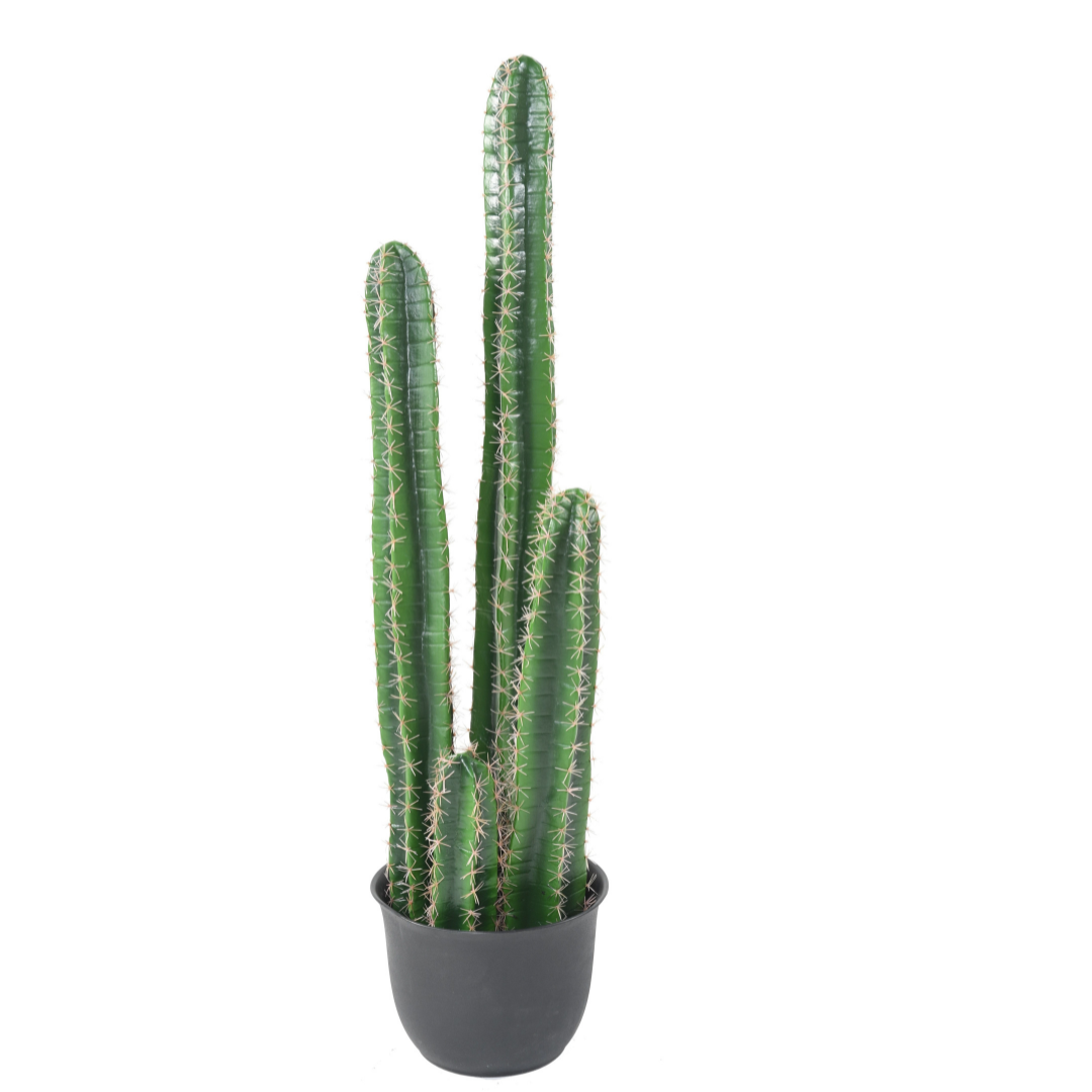 CACTUS BAREL