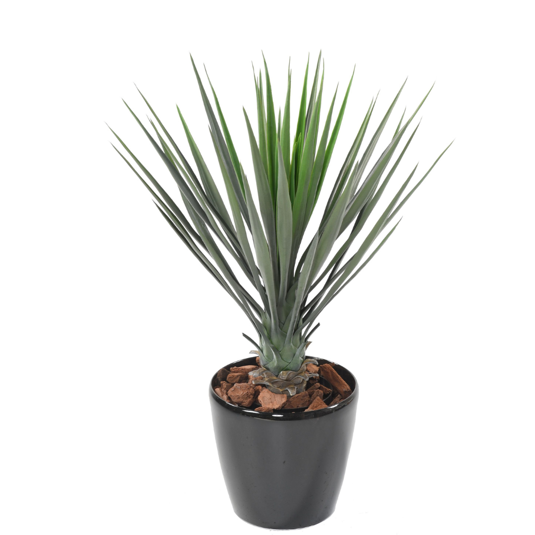 YUCCA ROSTRATA 60