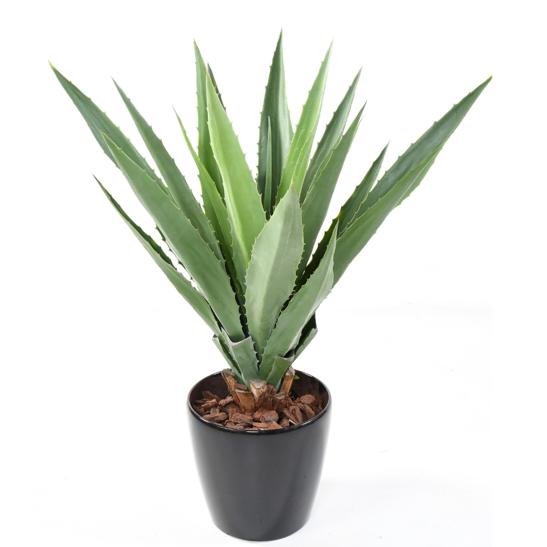 AGAVE