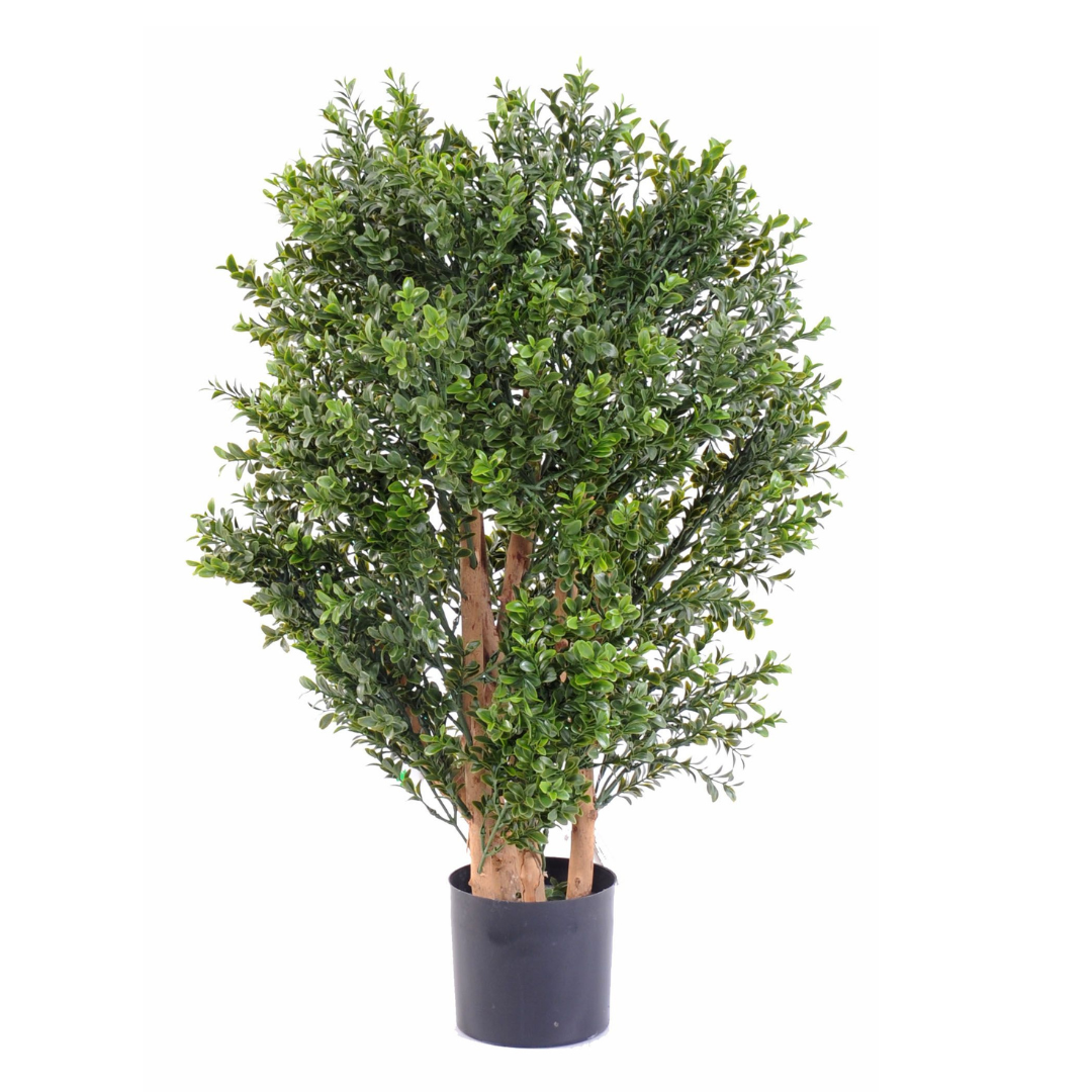 BOXWOOD NEW BUSH UV