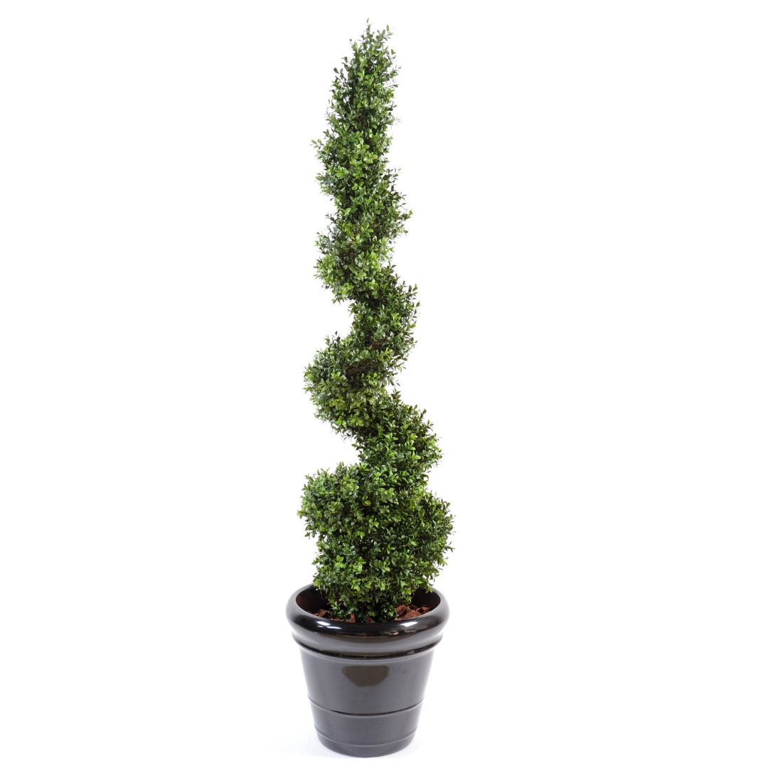 BOXWOOD NEW SPIRAL FINE 130cm