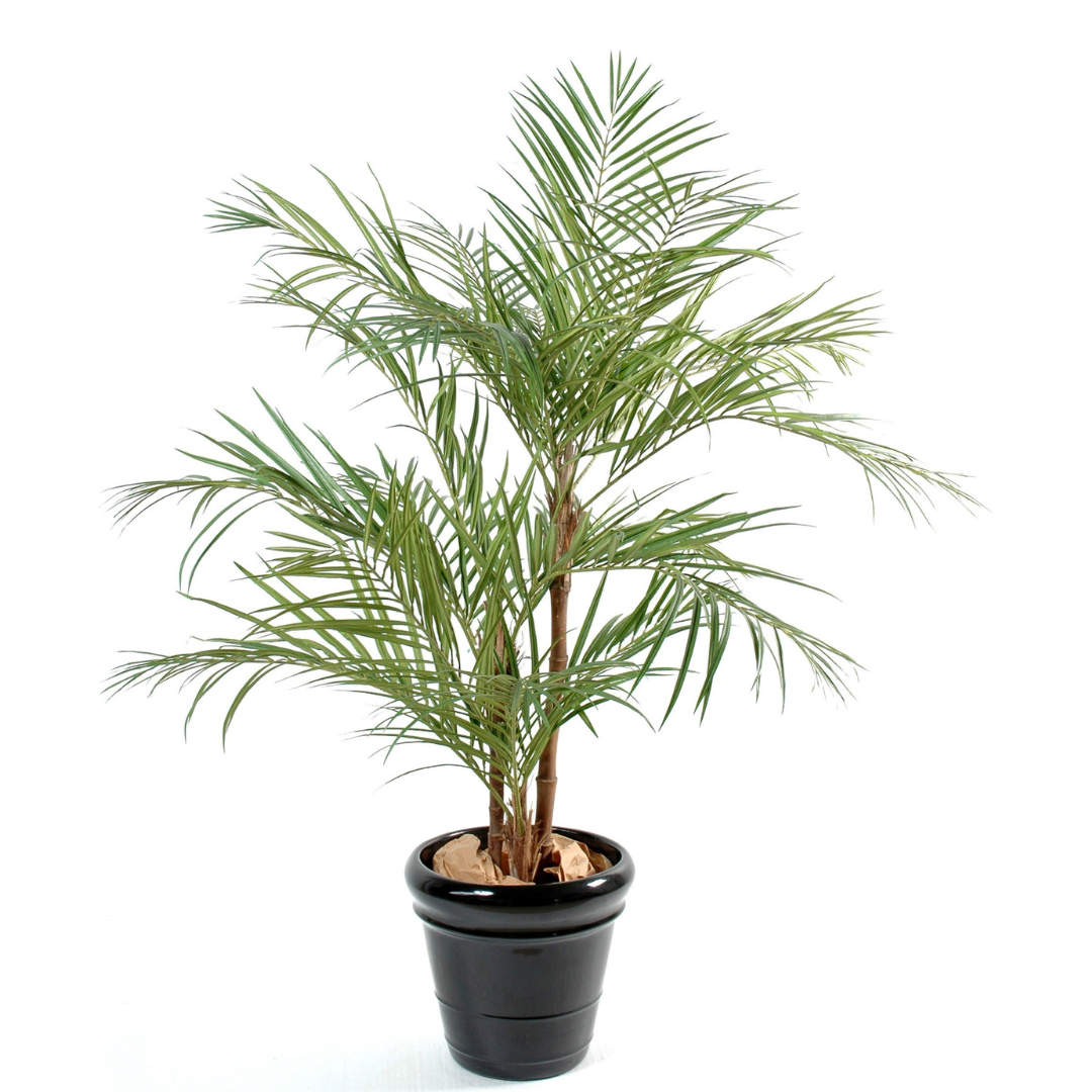 ARECA PALM*3