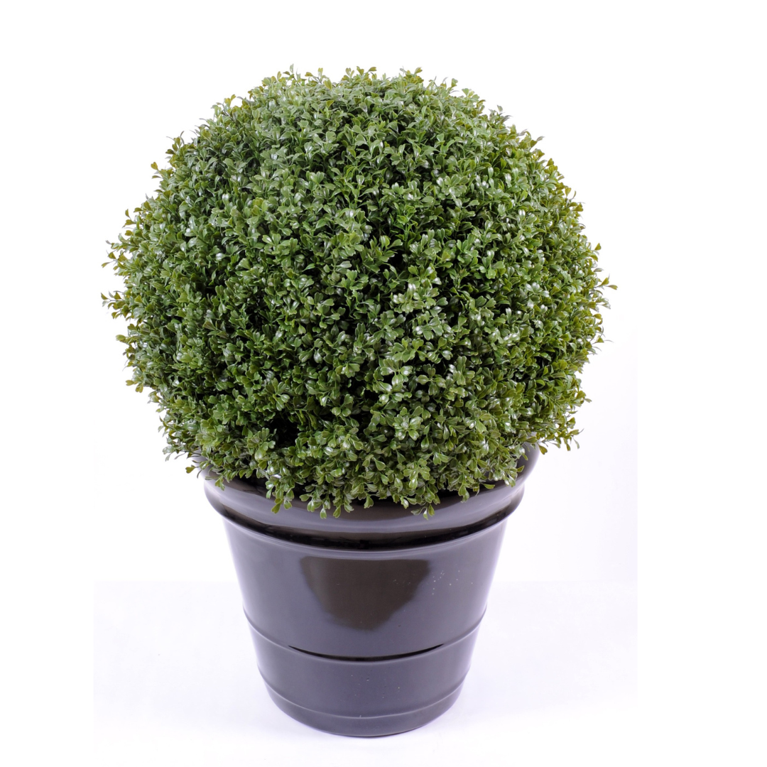 BOXWOOD BALL REGULAR NEW