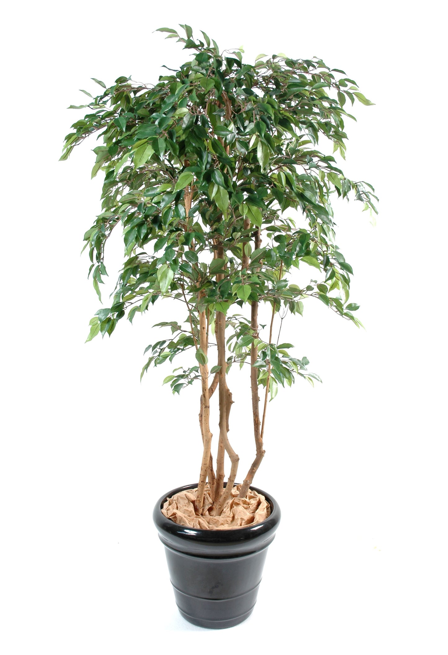 Ficus Natasja
