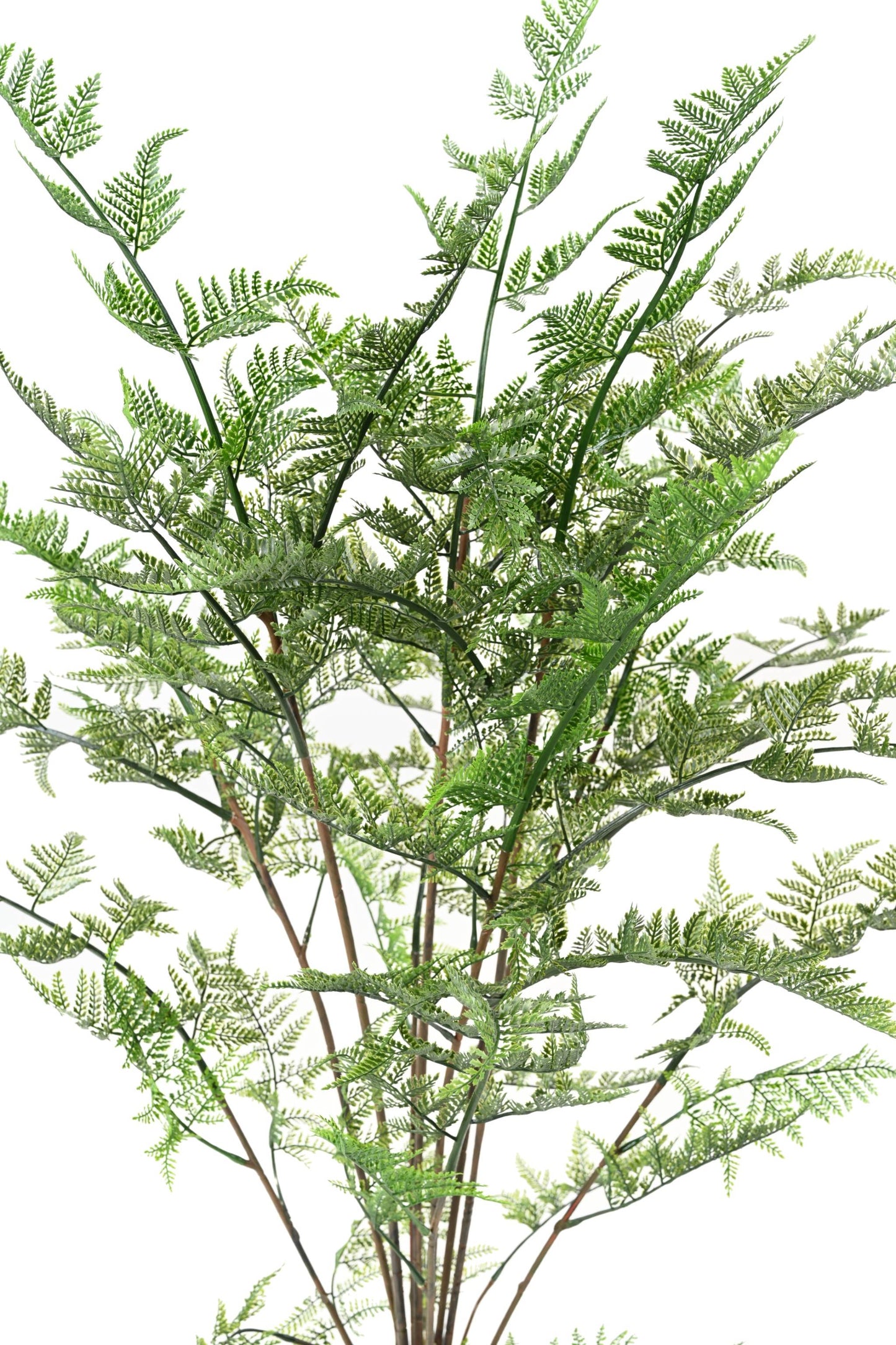 Fern 110 cm
