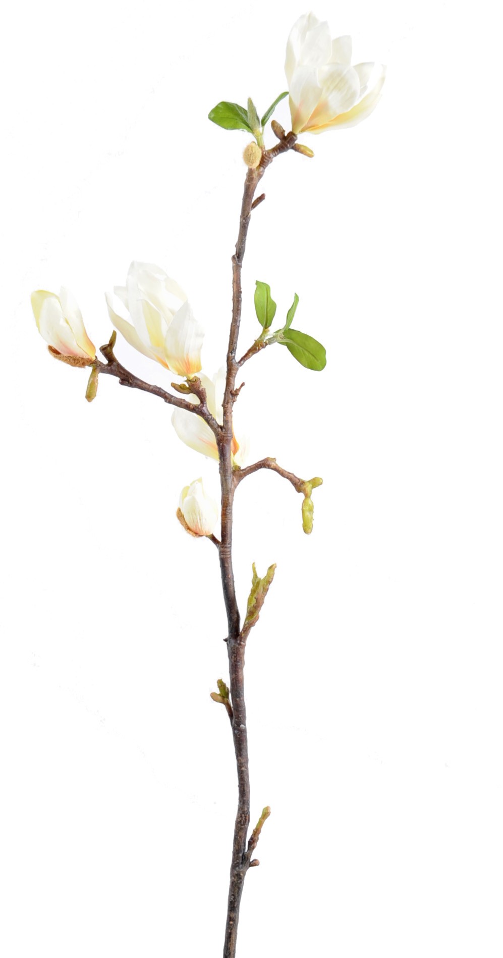 Magnolia