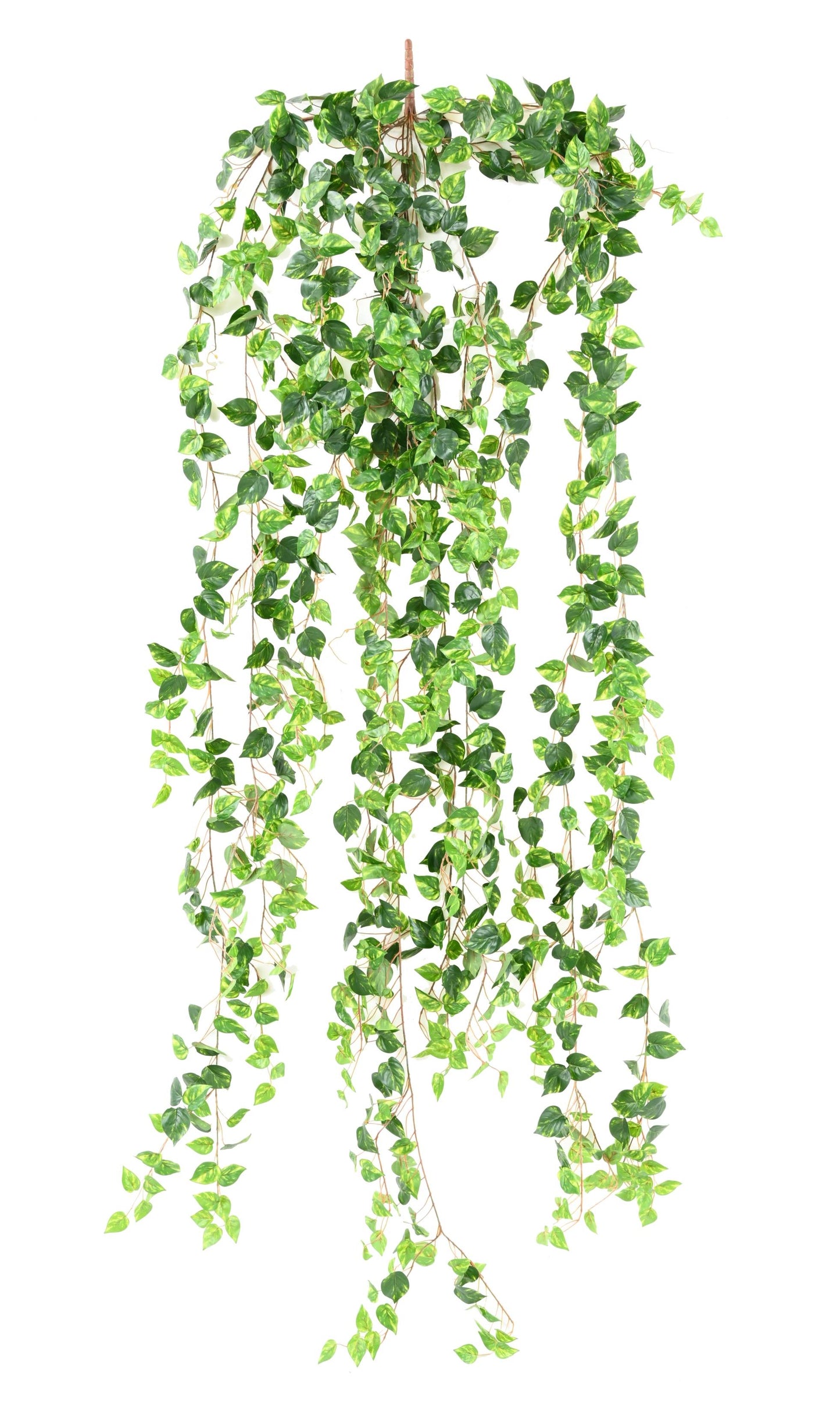 Artificial pothos