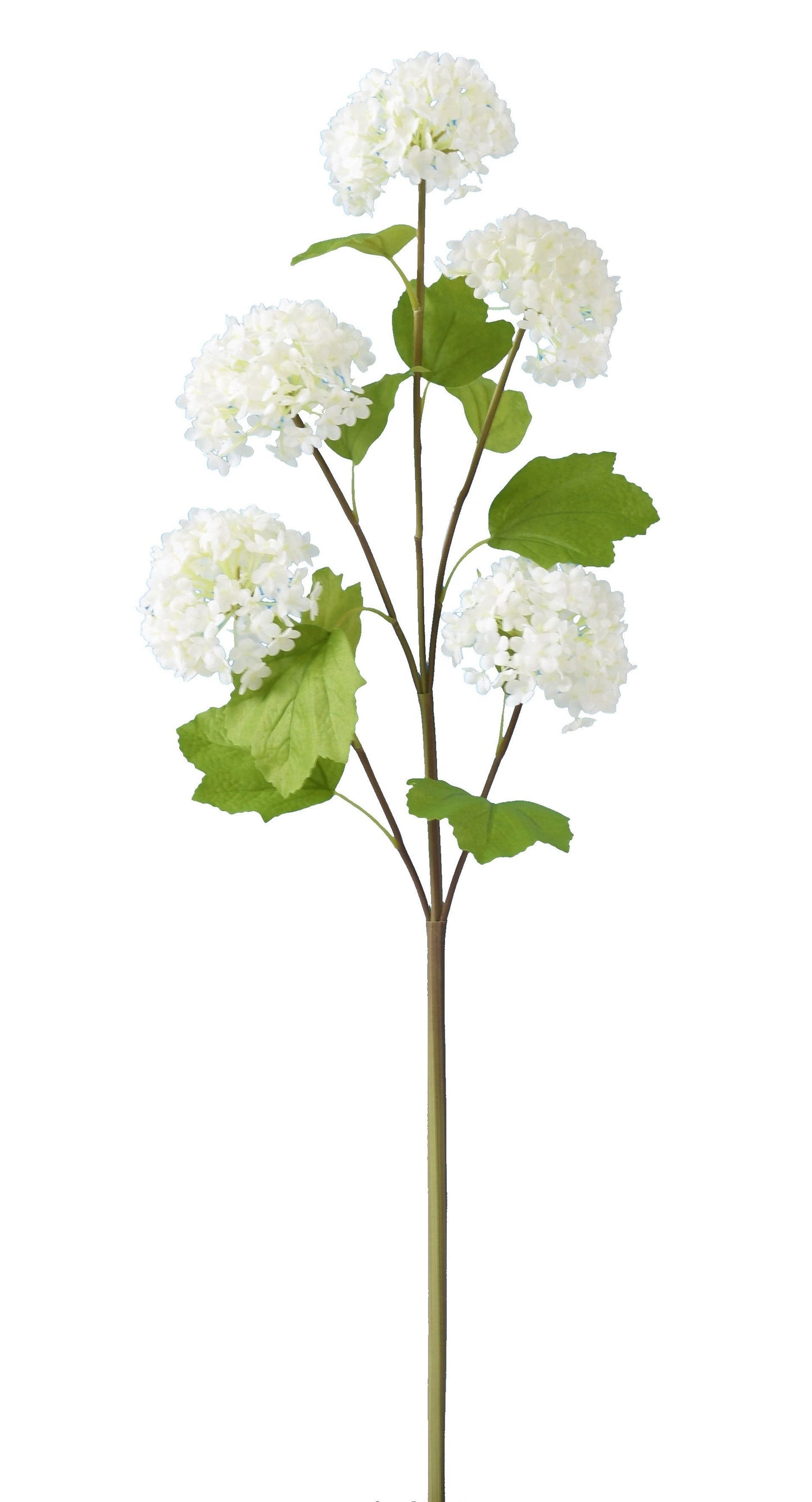 Viburnum