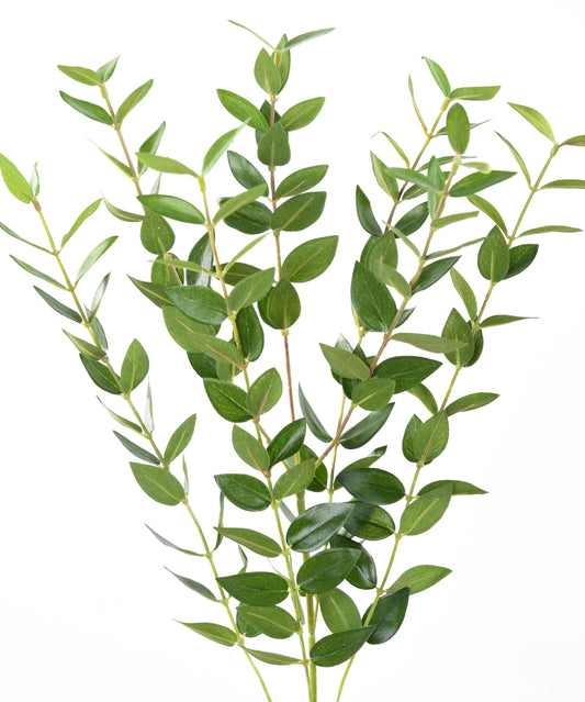 Eucalyptus Branch
