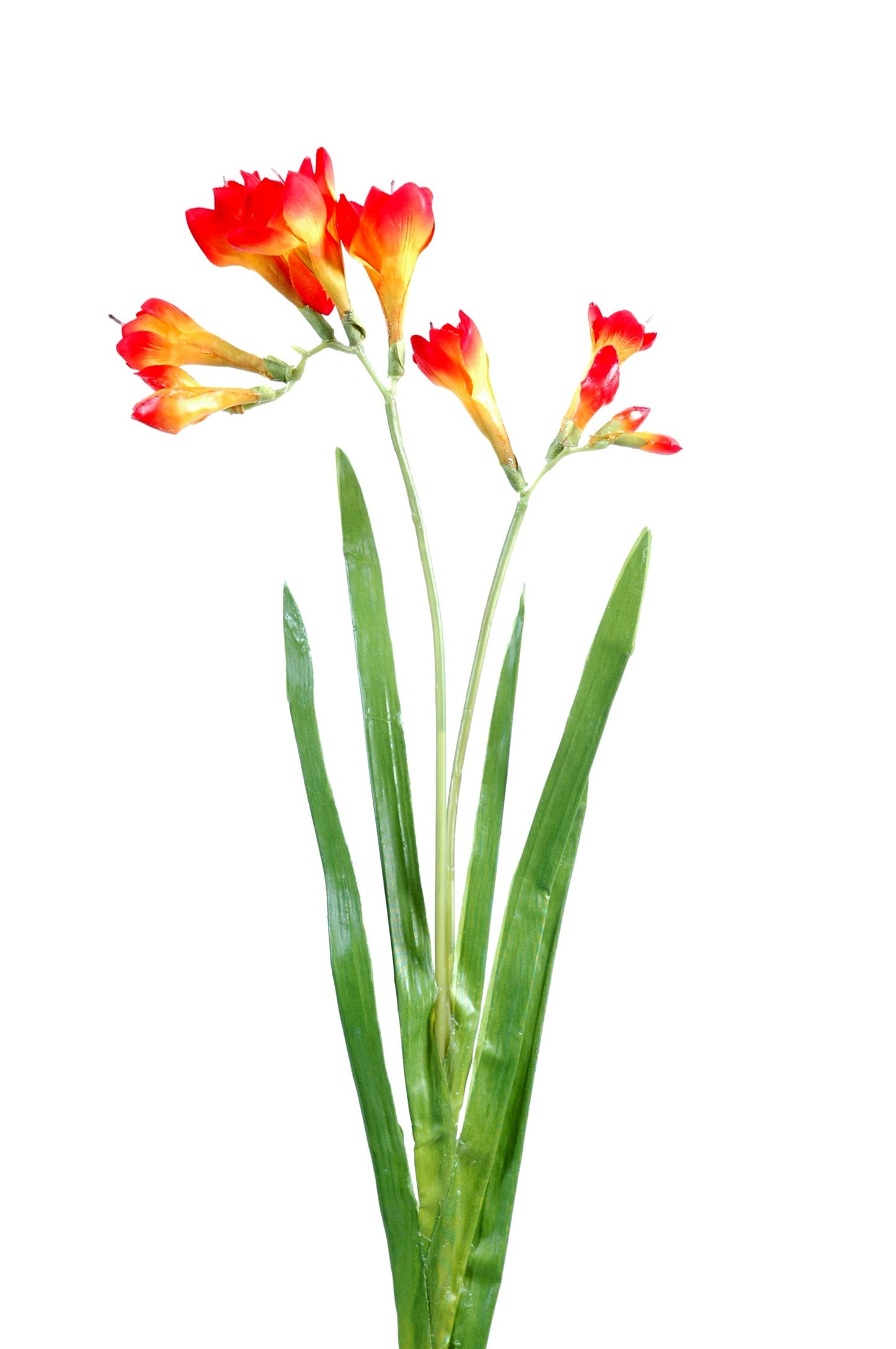 Freesia artificial