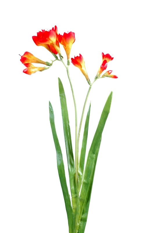 Freesia artificial