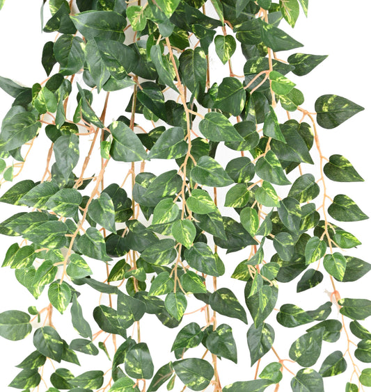 Pothos Mini 110 cm