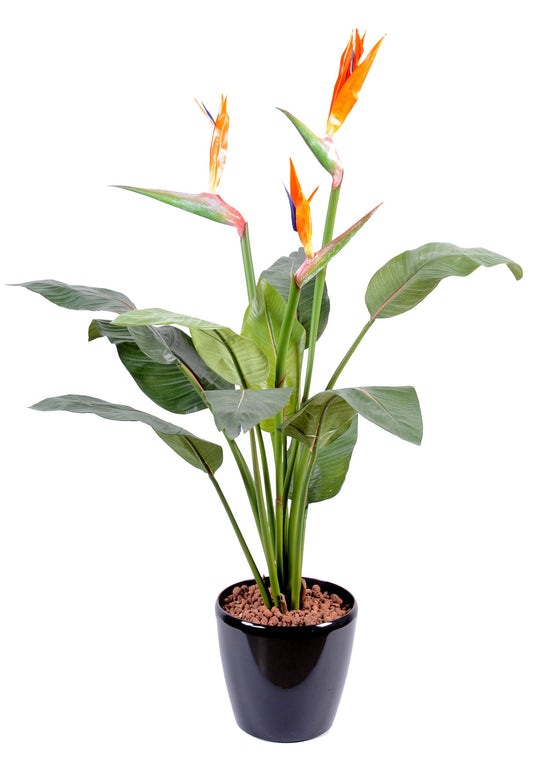 Strelitzia 98 cm