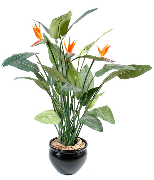Strelitzia  150 cm