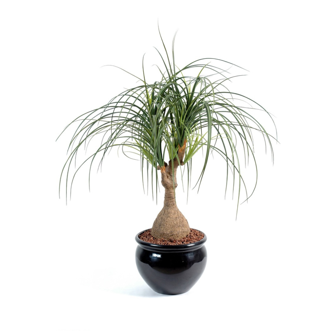 Baucarnea