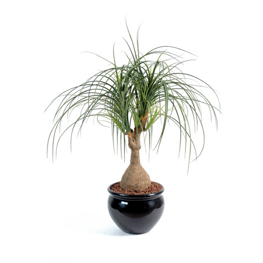 Baucarnea