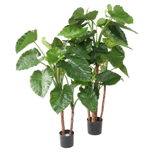 Alocasia 130 cm