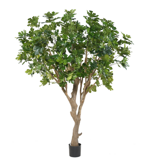 FIG tree 260cm