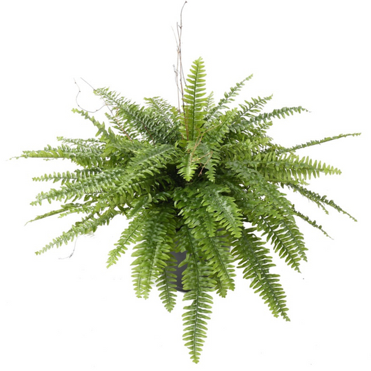 FERN BOSTON GEANT POT