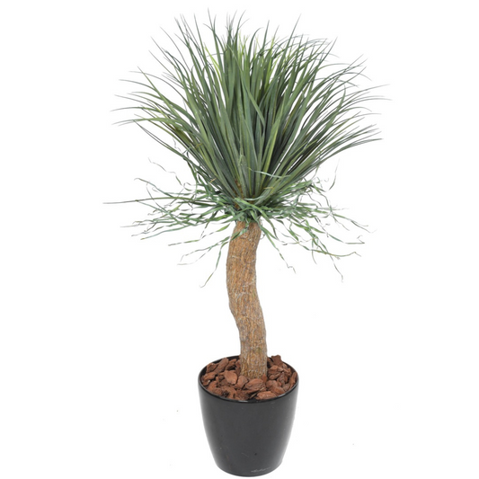 Baucarnea 116 cm