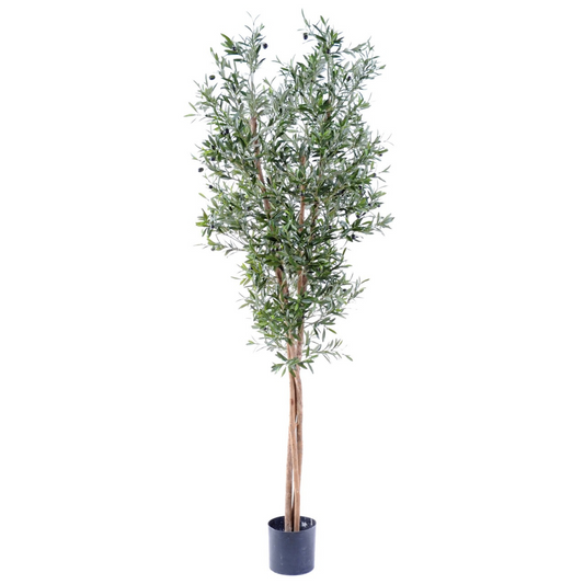 OLIVE TREE LARGE