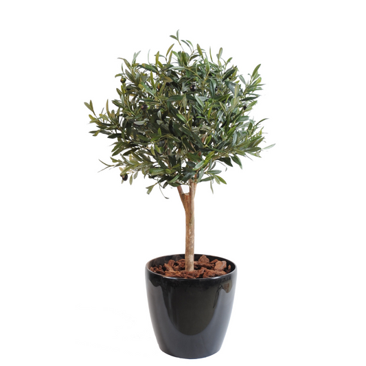 OLIVE TREE BALL