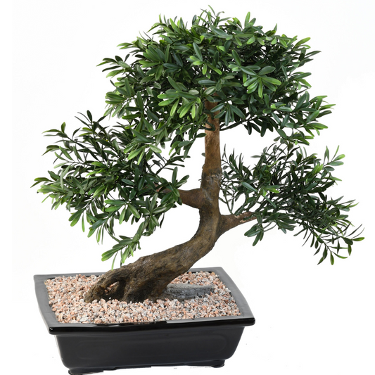 Bonsai paju