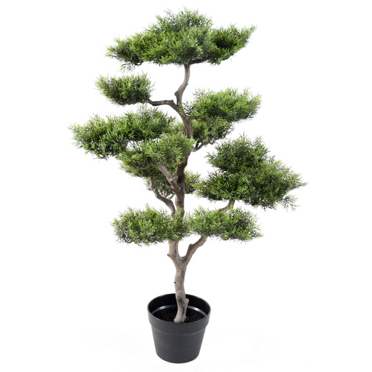 Bonsai mänd 