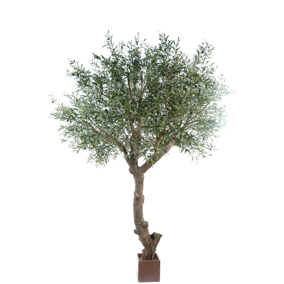 OLIVE TREE HEAD GIANT 270cm
