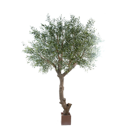 OLIVE TREE HEAD GIANT 270cm