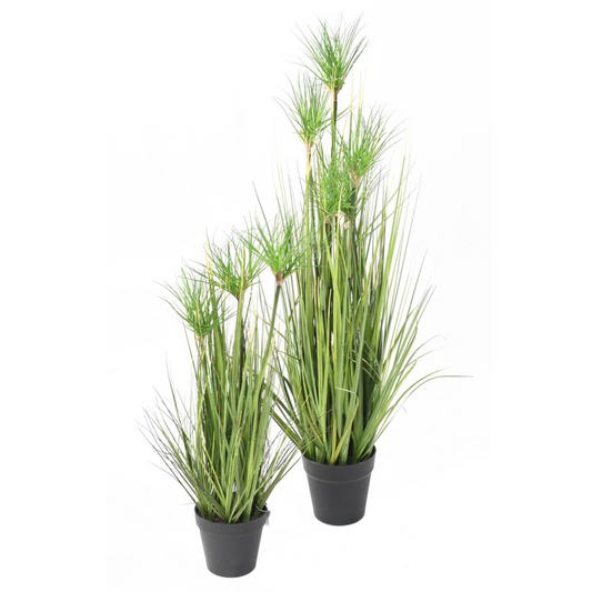 Chrysopogon Grass