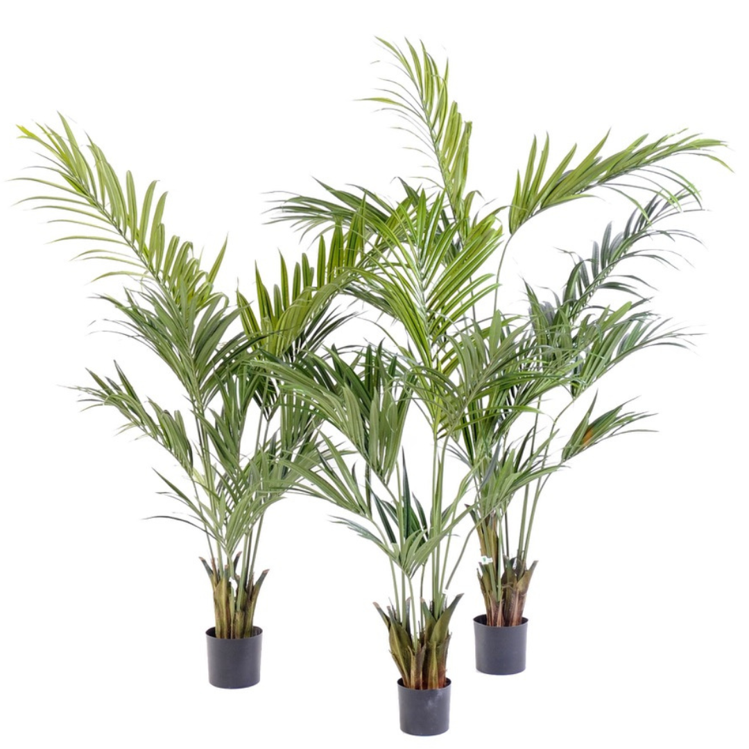 Kentia Palm